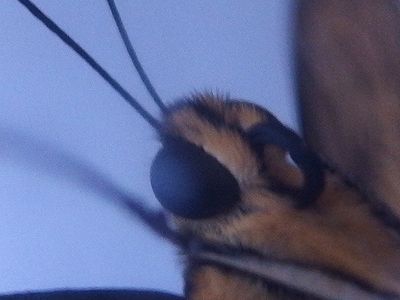 f:id:avdk101:20201113053959j:plain