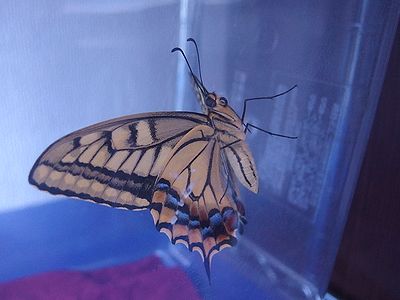 f:id:avdk101:20201113054034j:plain