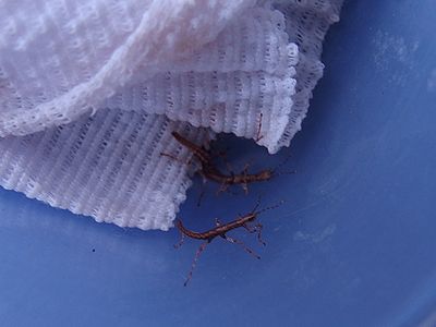 f:id:avdk101:20201113221350j:plain