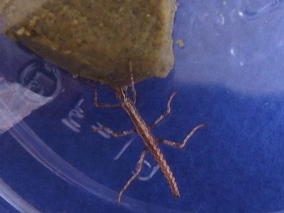 f:id:avdk101:20201113223124j:plain