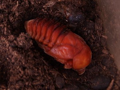 f:id:avdk101:20210602234637j:plain