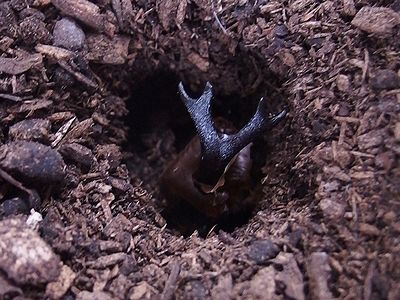 f:id:avdk101:20210602235110j:plain