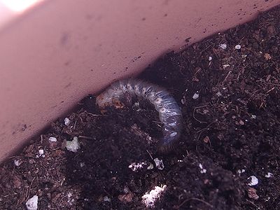 f:id:avdk101:20210620222546j:plain