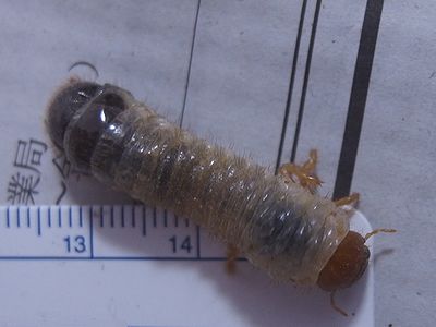 f:id:avdk101:20210620222656j:plain