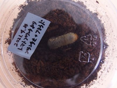 f:id:avdk101:20210620222716j:plain