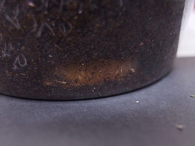 f:id:avdk101:20210620222743j:plain