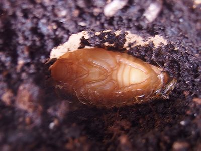 f:id:avdk101:20210620222802j:plain