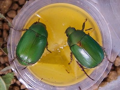 昆虫食が世界を救う アオドウガネ幼虫のばあい 101匹のナマズに訊け