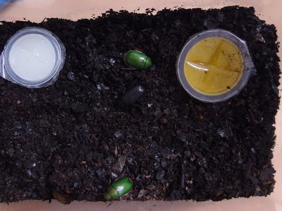 f:id:avdk101:20210806053754j:plain