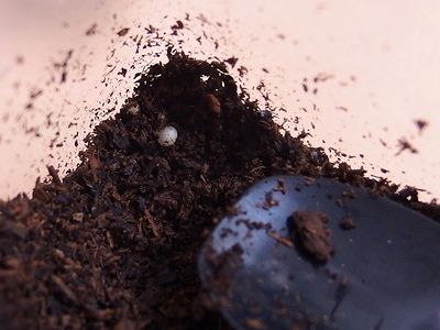 f:id:avdk101:20210806053806j:plain