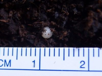 f:id:avdk101:20210806053910j:plain