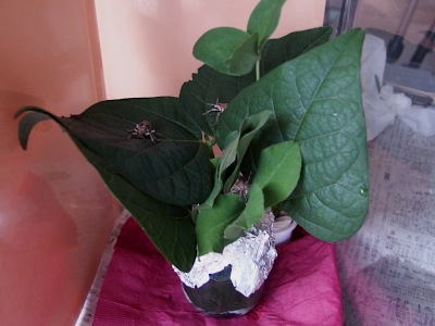 f:id:avdk101:20210929211041j:plain