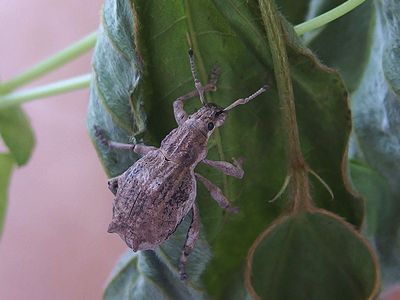 シロコブゾウムシの産卵 春うらら編 101匹のナマズに訊け