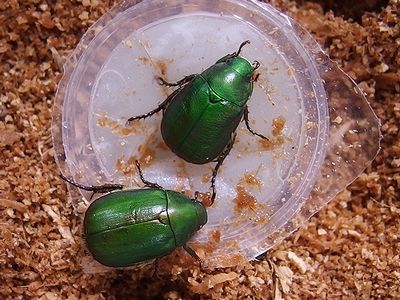 意外と難しい アオドウガネ飼育 101匹のナマズに訊け