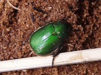 アオドウガネ飼育 2代目誕生しました 101匹のナマズに訊け