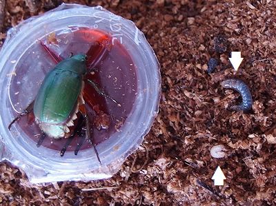 アオドウガネ飼育 2代目誕生しました 101匹のナマズに訊け
