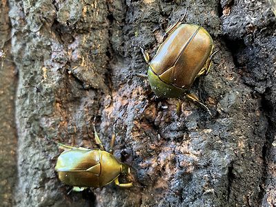 クズの葉入りカブマットでカナブン幼虫ゲット 101匹のナマズに訊け