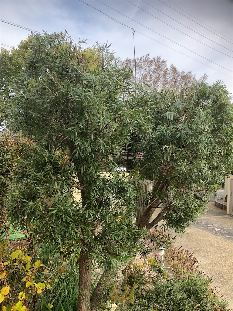 ブラシの木 剪定 マルチクリエイト 2児パパサロン