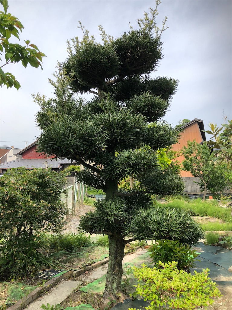 マキの木 単木 強剪定 全ての話が異常過ぎる中国 如何に人権が無く 人命が軽んじられているかが良く分かる 一人っ子政策 の闇 マルチクリエイト 2児パパサロン