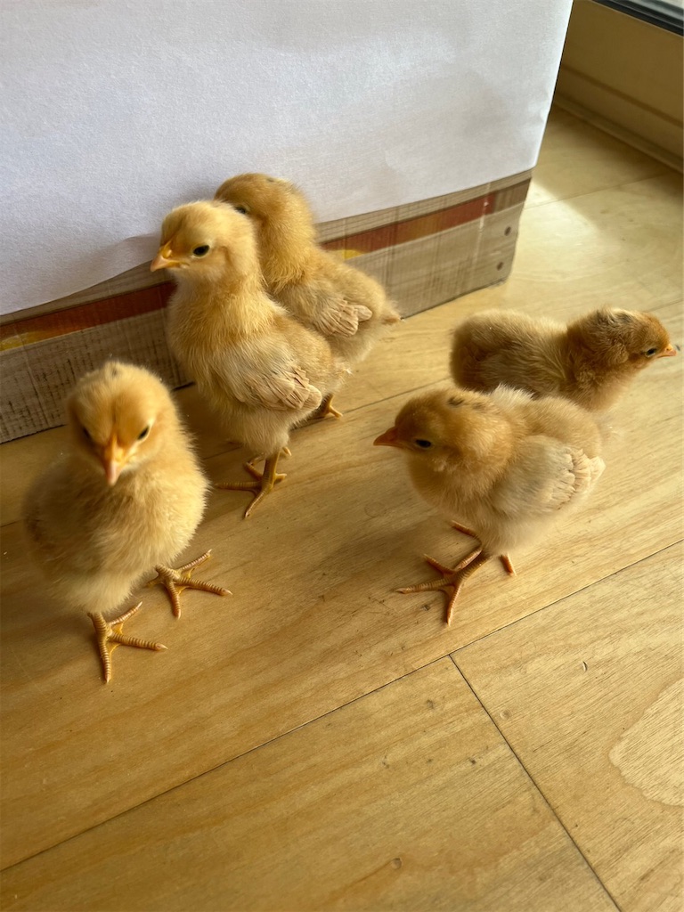 にわとり ひよこ 生後6日 初めて外へ 「何がなんでもマイナンバーカード、あまりの執着に引きますね」 - マルチクリエイト☆2児パパサロン