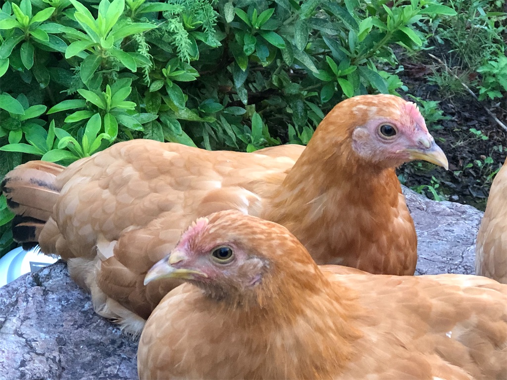 f:id:avel8468:20230910195356j:image f:id:avel8468:20230910195356j:image