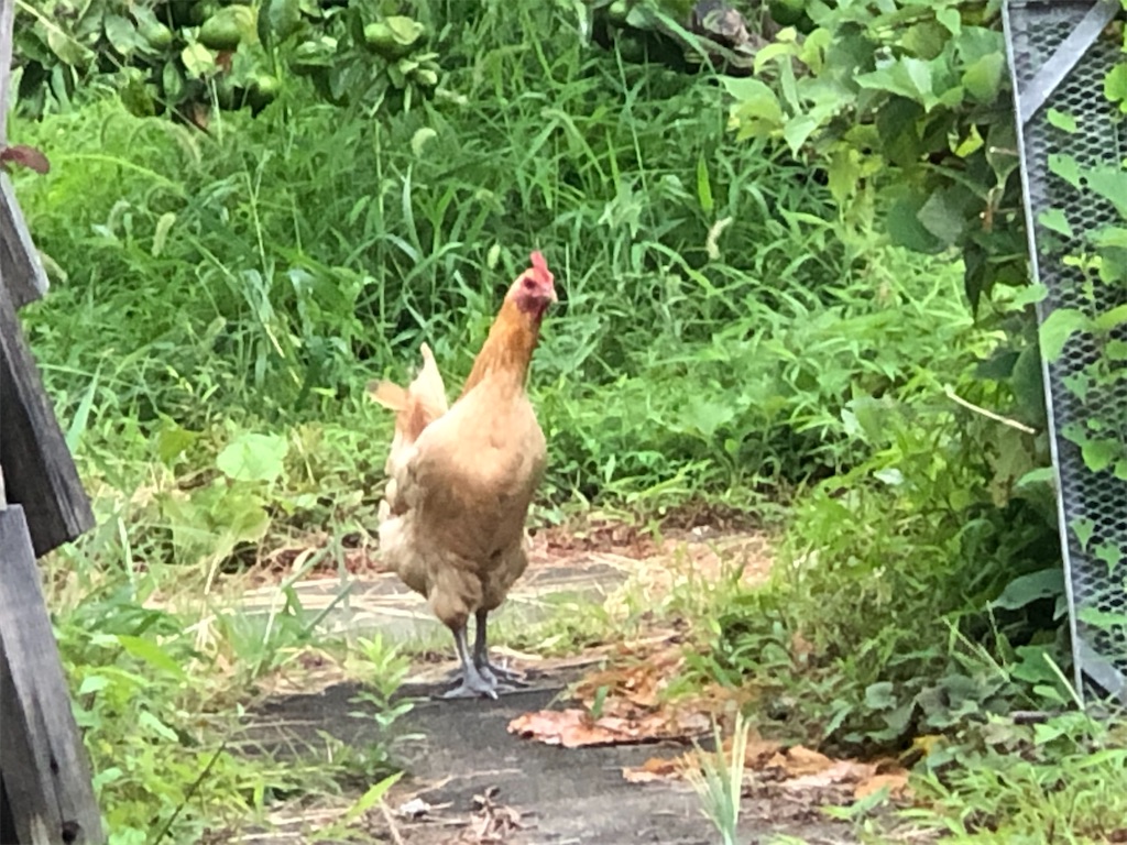 f:id:avel8468:20230910195403j:image f:id:avel8468:20230910195403j:image