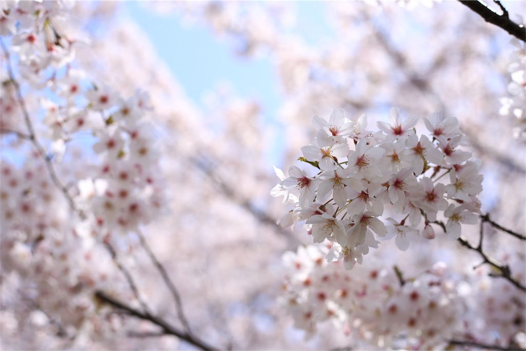 f:id:aven11:20180401064833j:image f:id:aven11:20180401064833j:image