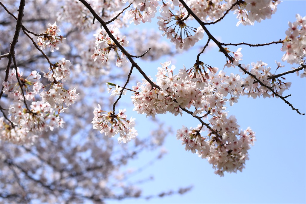 f:id:aven11:20180401064957j:image f:id:aven11:20180401064957j:image