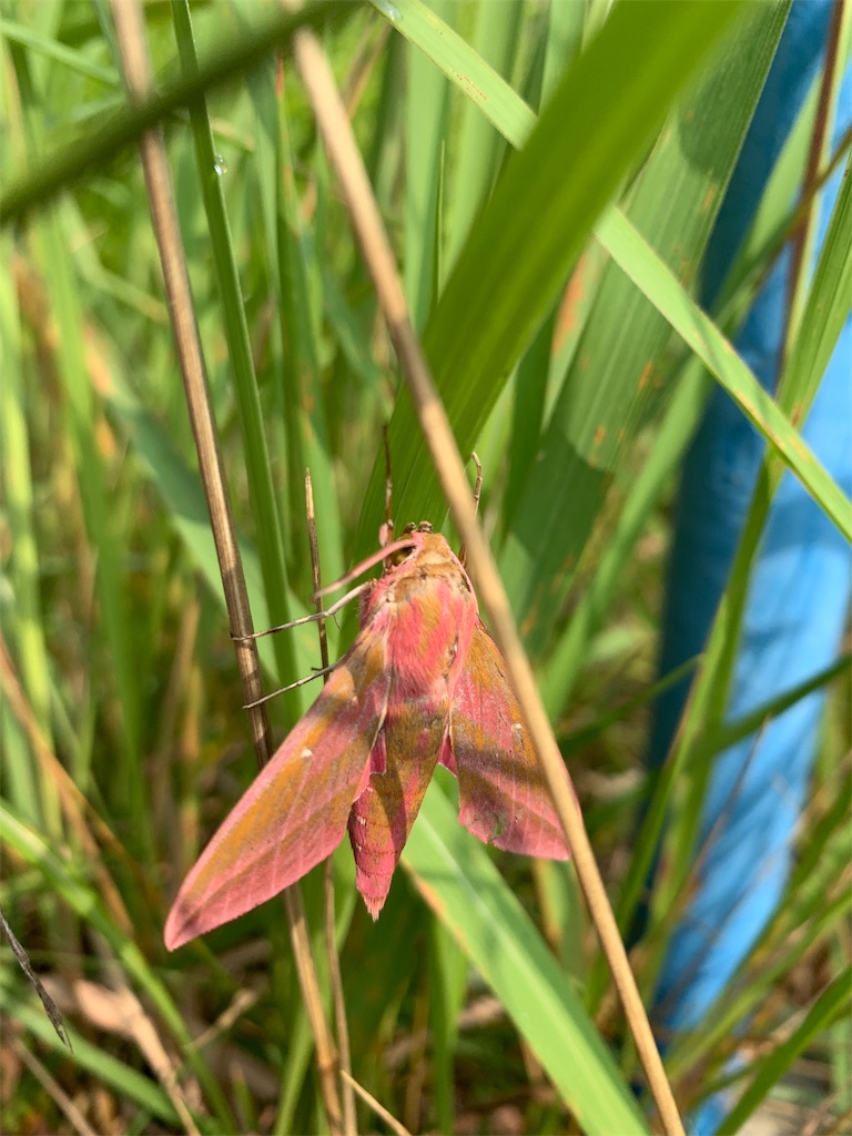 f:id:avionbimoteur:20190725002121j:image
