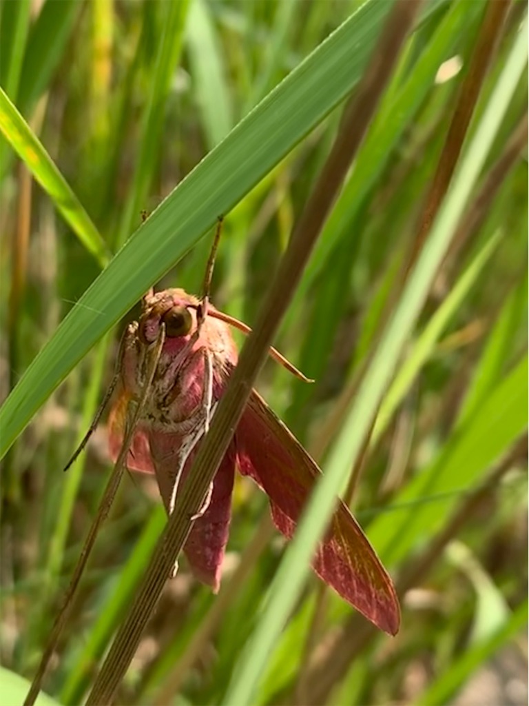 f:id:avionbimoteur:20190725002306j:image
