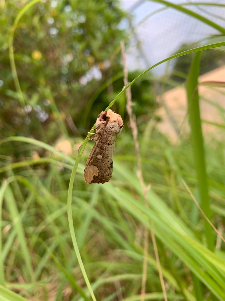f:id:avionbimoteur:20190821220930j:image