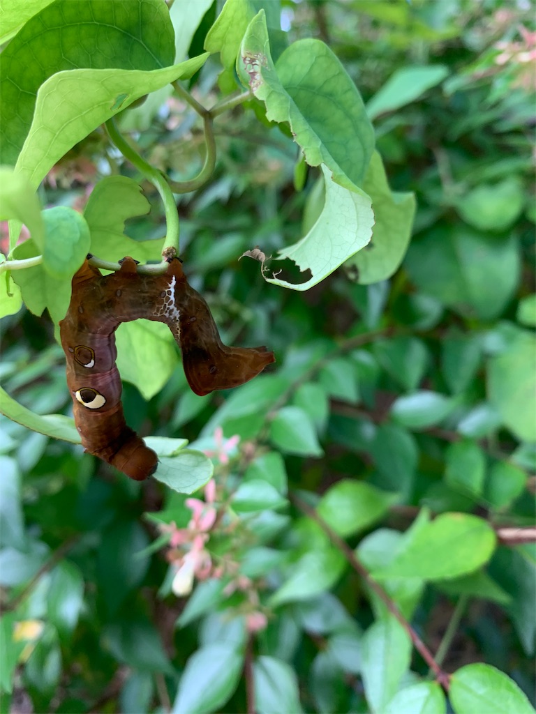 f:id:avionbimoteur:20190909105733j:image