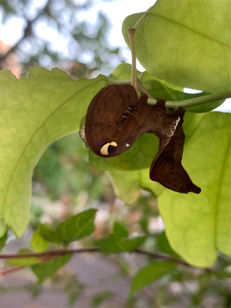 f:id:avionbimoteur:20190909105841j:image