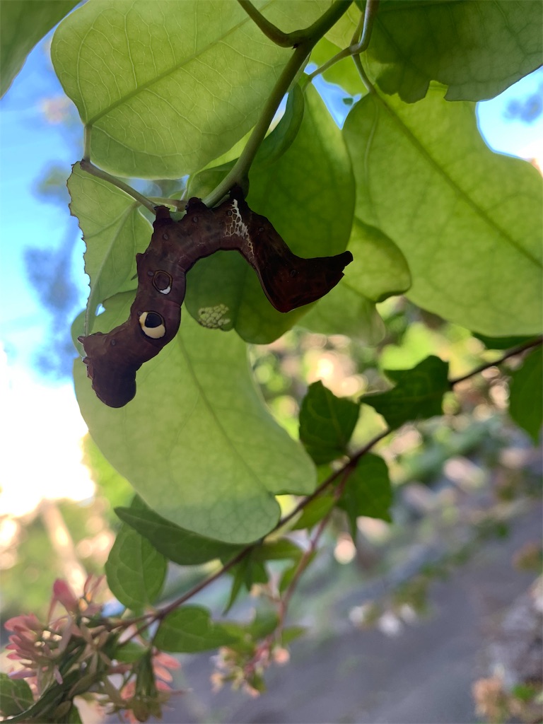 f:id:avionbimoteur:20190909105844j:image