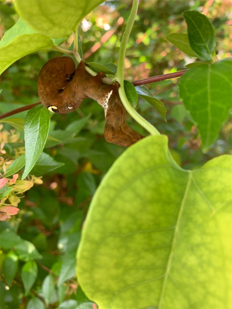 f:id:avionbimoteur:20190909110955j:image
