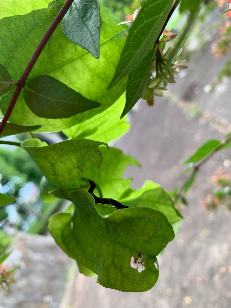 f:id:avionbimoteur:20190909222034j:image