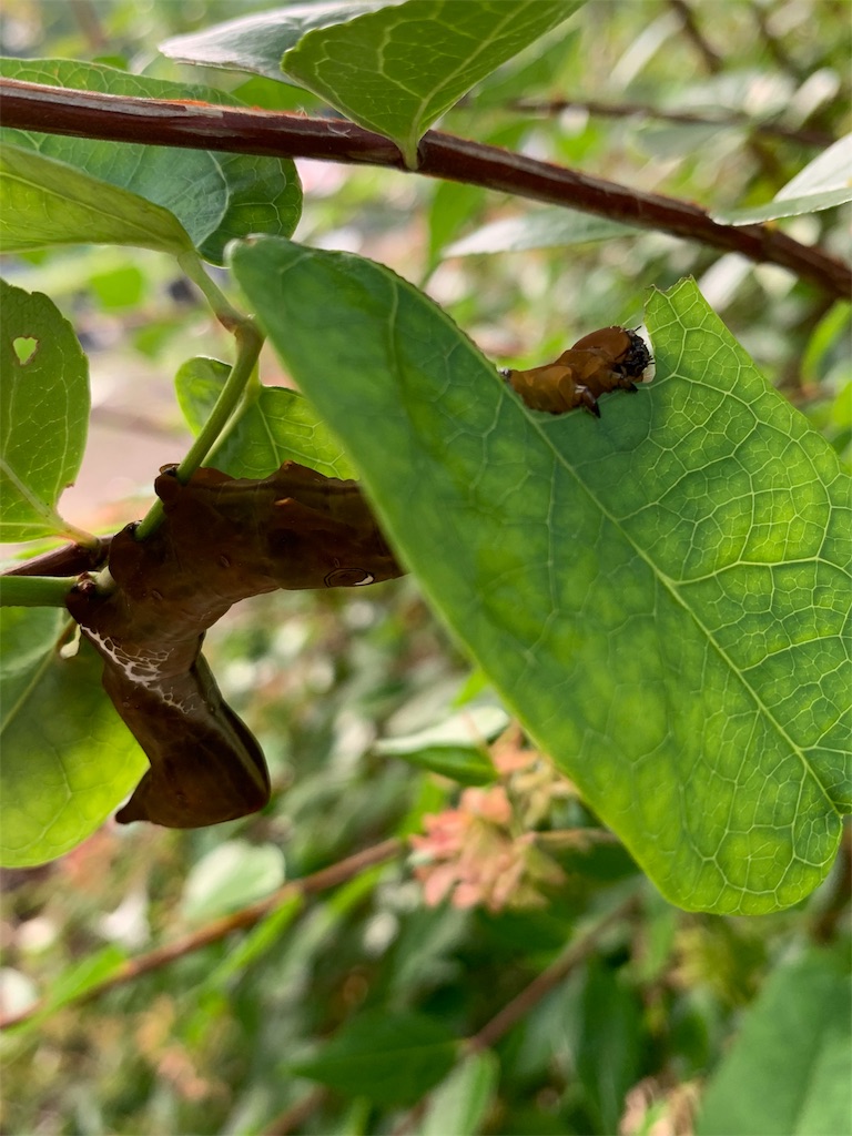 f:id:avionbimoteur:20190911141231j:image
