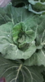 20100413155911