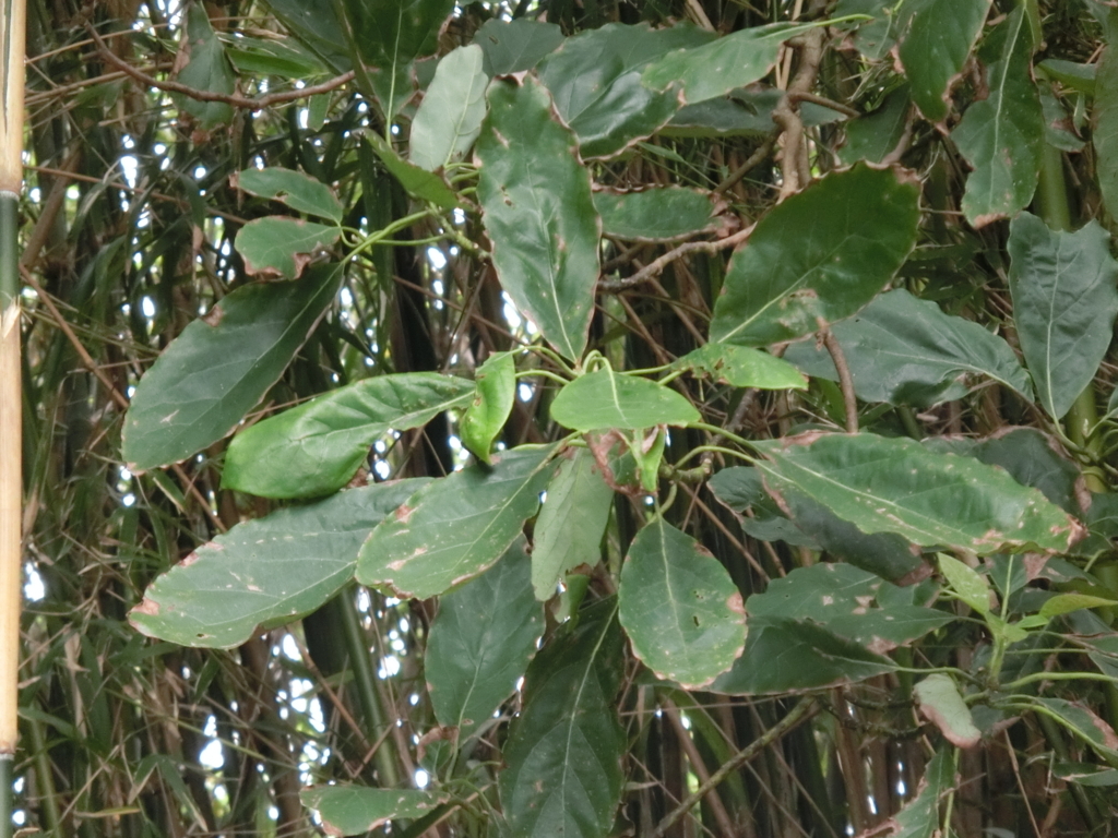 f:id:avocad000:20171006084229j:plain