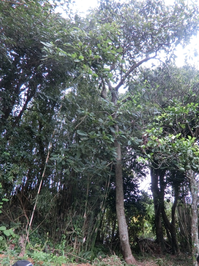 f:id:avocad000:20171006084246j:plain