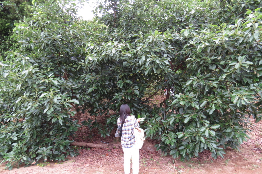 f:id:avocad000:20171006085122j:plain