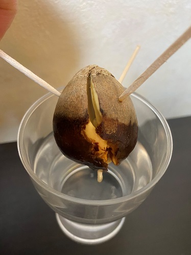 アボカド　種　水耕栽培