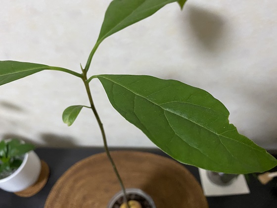 アボカド栽培 脇芽が出ました 原発性アルドステロン症 日々の出来事つれづれ日記