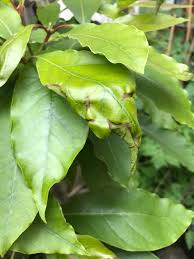 f:id:avosource:20191201174641j:plain