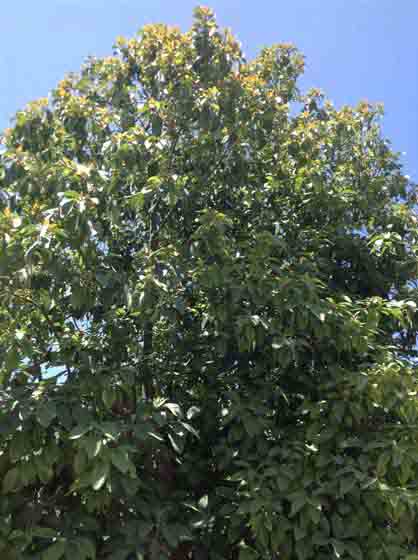 f:id:avosource:20191202164552j:plain f:id:avosource:20191202164552j:plain
