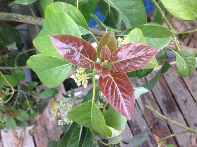 f:id:avosource:20191202164634j:plain f:id:avosource:20191202164634j:plain