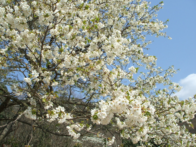 f:id:aw2q:20100403093112j:image