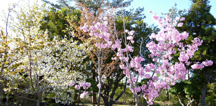 f:id:aw2q:20120429092544j:image f:id:aw2q:20120429092544j:image