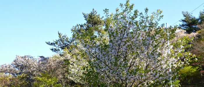 f:id:aw2q:20120429092551j:image f:id:aw2q:20120429092551j:image