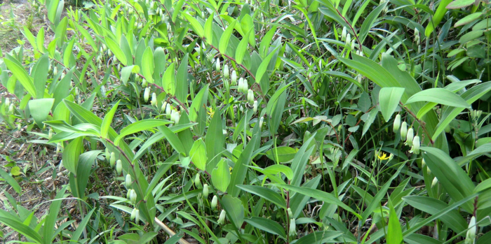 f:id:aw2q:20120513073655j:image